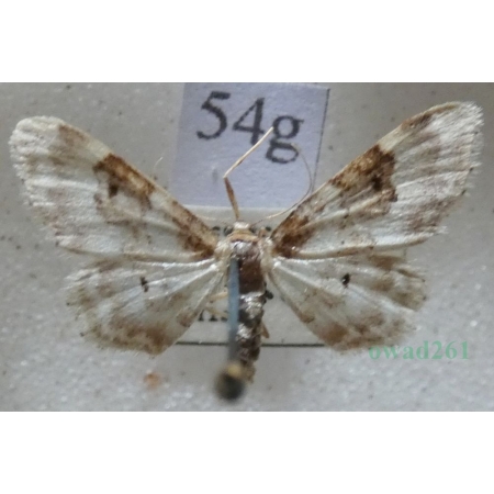 Idaea rusticata (Denis & Schiffermüller, 1775) Krocznik wieśniaczek Czech54g